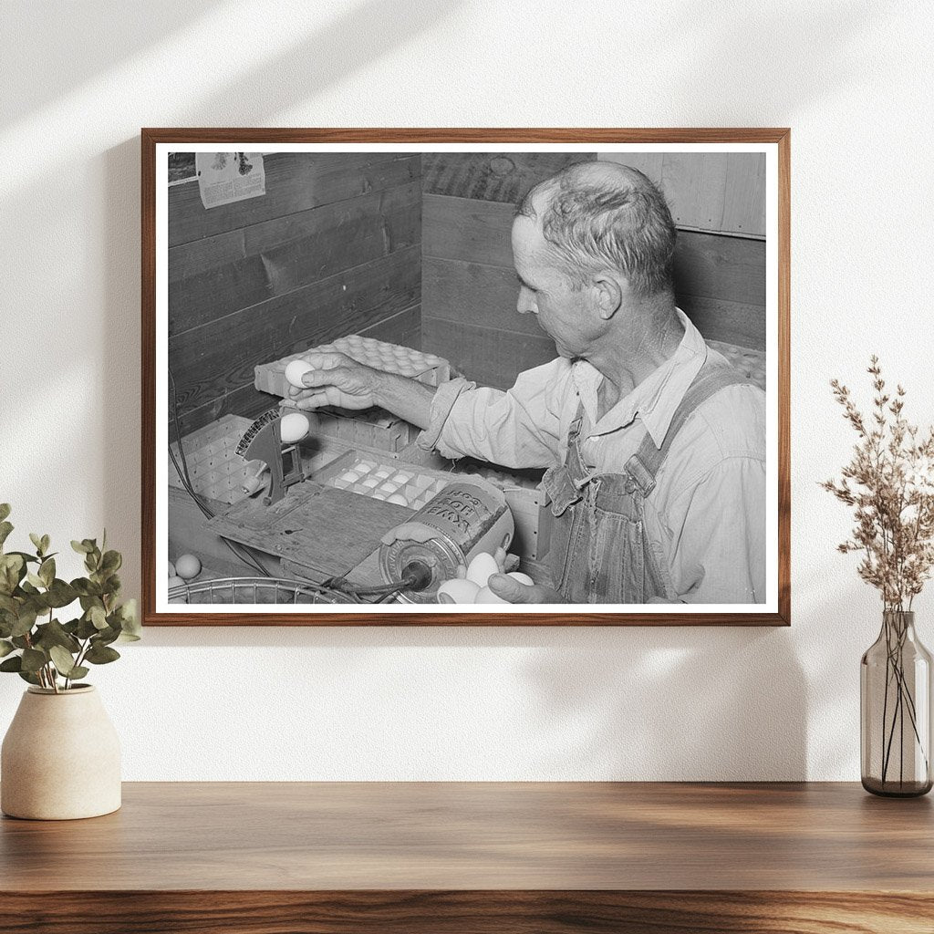 Workers Weighing Eggs for Grading in Maricopa County 1940