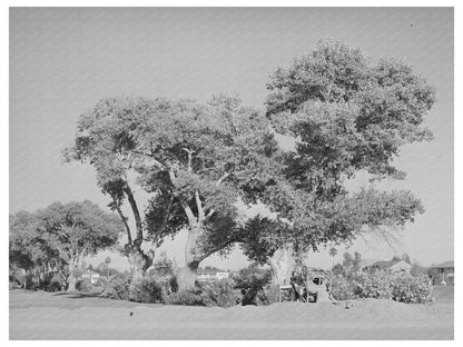 Cottonwood Trees Near Phoenix Golf Course May 1940