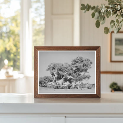 Cottonwood Trees Near Phoenix Golf Course May 1940