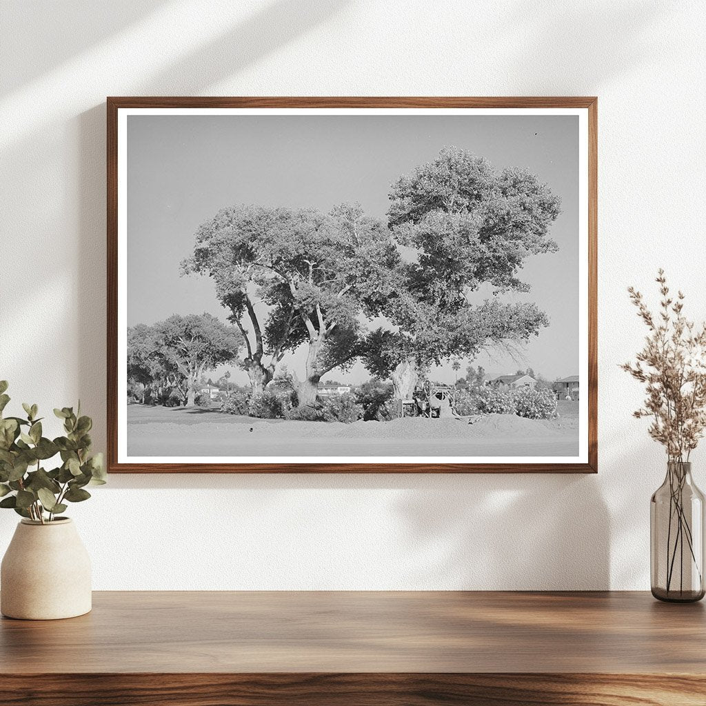 Cottonwood Trees Near Phoenix Golf Course May 1940