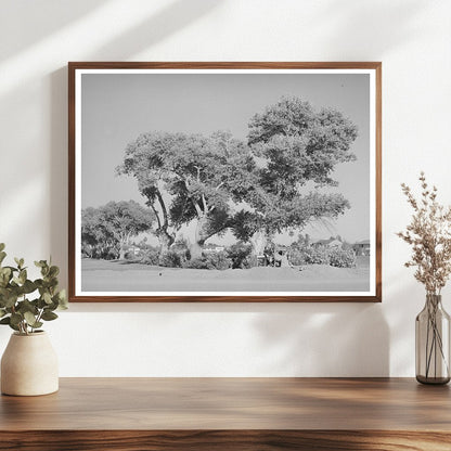 Cottonwood Trees Near Phoenix Golf Course May 1940