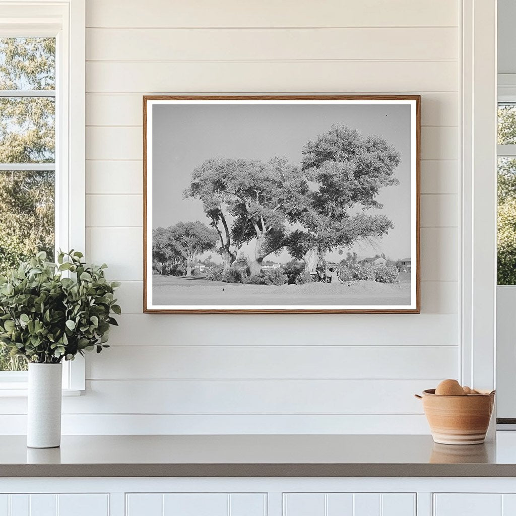 Cottonwood Trees Near Phoenix Golf Course May 1940