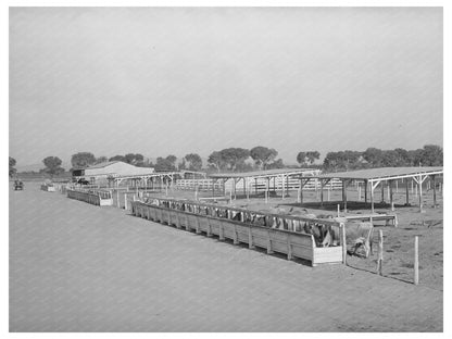 Cattle Feed Troughs and Shelters Maricopa County 1940