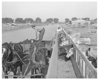 Feeding Dairy Herds in Maricopa County May 1940