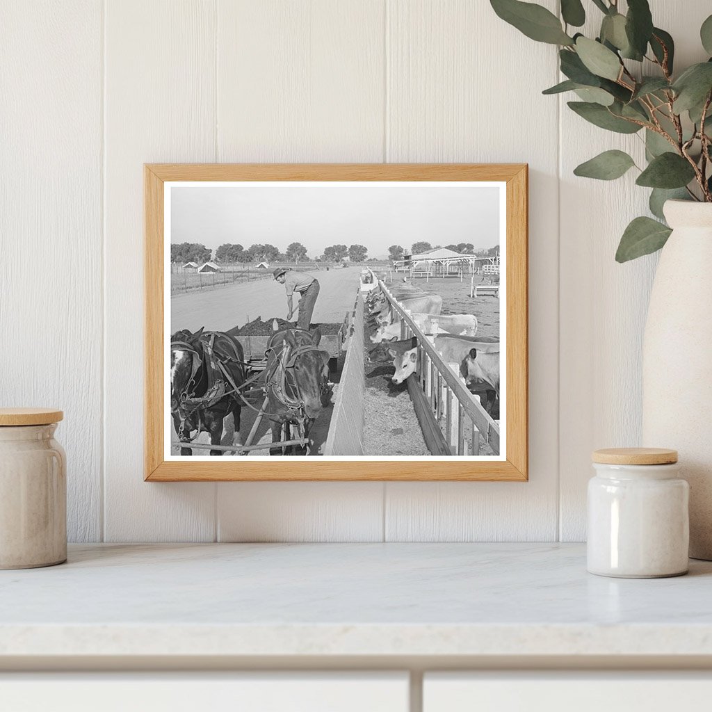 Feeding Dairy Herds in Maricopa County May 1940