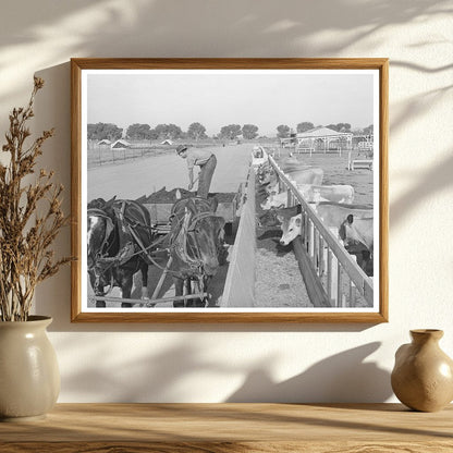 Feeding Dairy Herds in Maricopa County May 1940