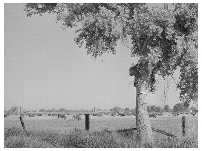 Dairy Herd in Maricopa County Arizona May 1940