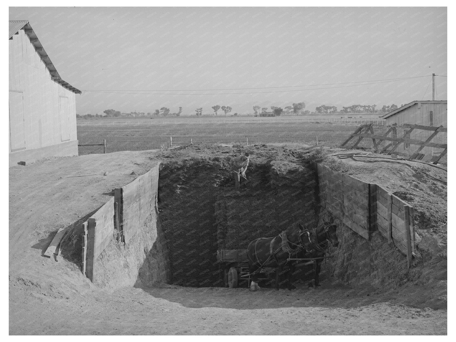 Silage Loading from Trench Silo in Arizona May 1940