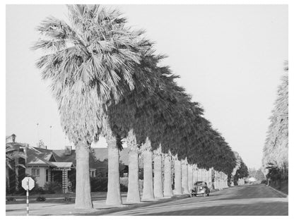 Palm Lined Streets of Phoenix Arizona May 1940