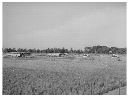 Chicken Yard and Poultry Shelters Maricopa County 1940