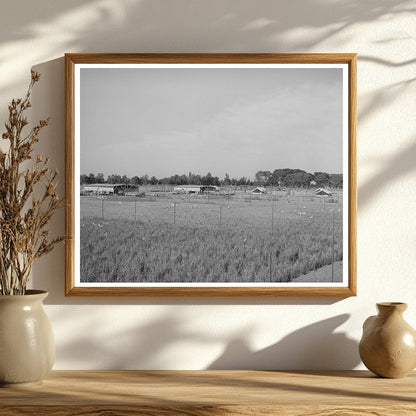 Vintage Chicken Yard and Poultry Shelters Maricopa 1940
