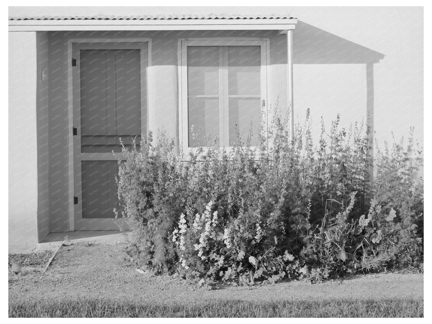 Vintage 1940 Arizona Apartment Flower Bed Photo