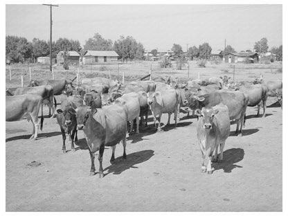 Vintage Dairy Herd at Chandler Unit Maricopa County 1940