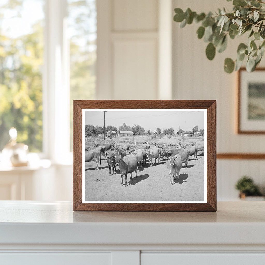 Vintage Dairy Herd at Chandler Unit Maricopa County 1940