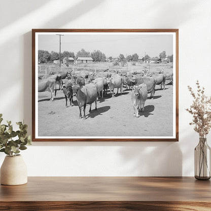 Vintage Dairy Herd at Chandler Unit Maricopa County 1940