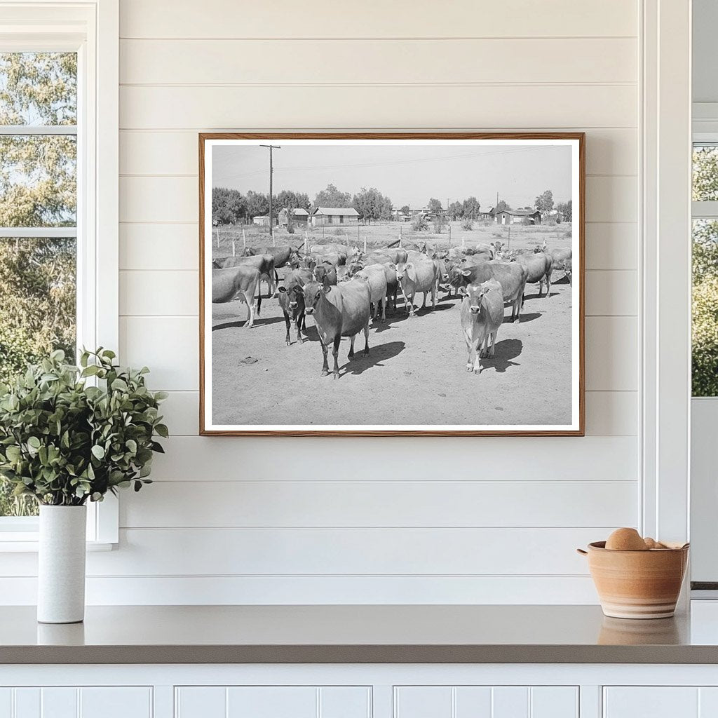 Vintage Dairy Herd at Chandler Unit Maricopa County 1940