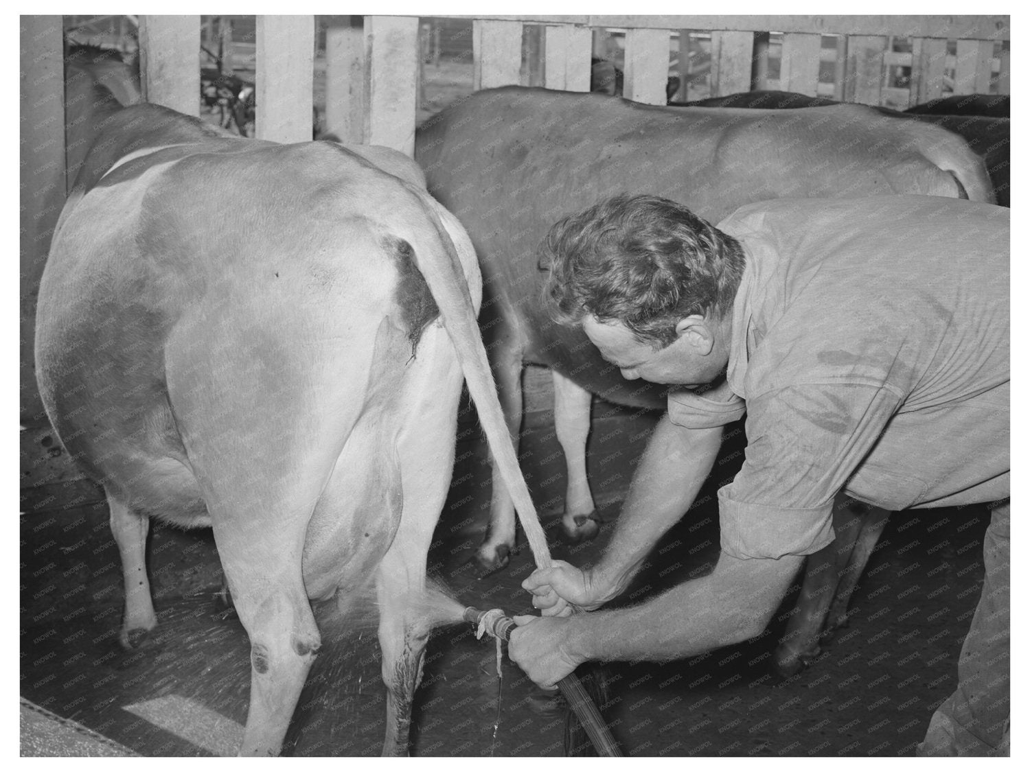 Arizona Dairy Farming in May 1940 Maricopa County