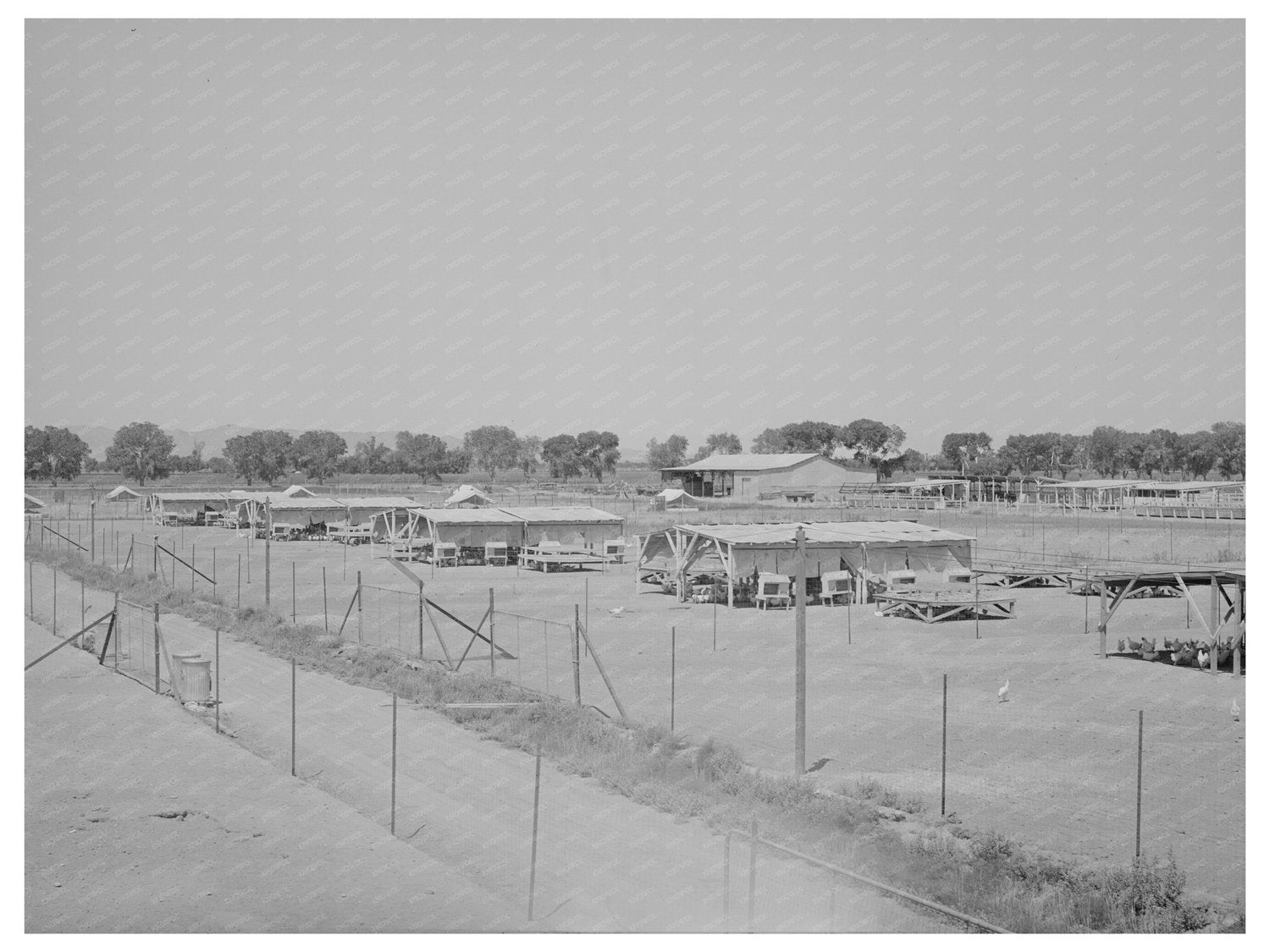 Poultry Yard at Arizona Farms Maricopa County May 1940