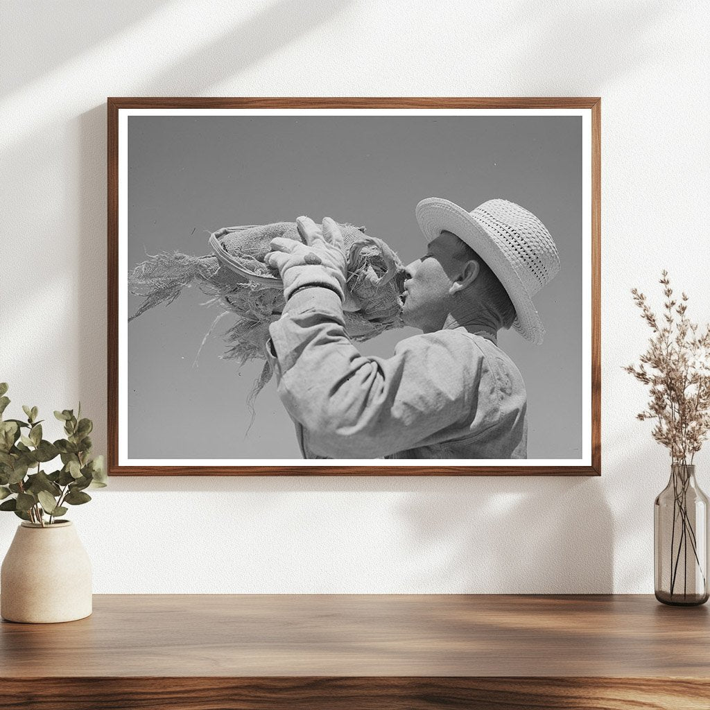 1940 Farmworker in Pinal County Arizona Hay Field