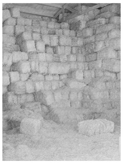 Baled Hay Storage for Cattle Feed Casa Grande Valley 1940