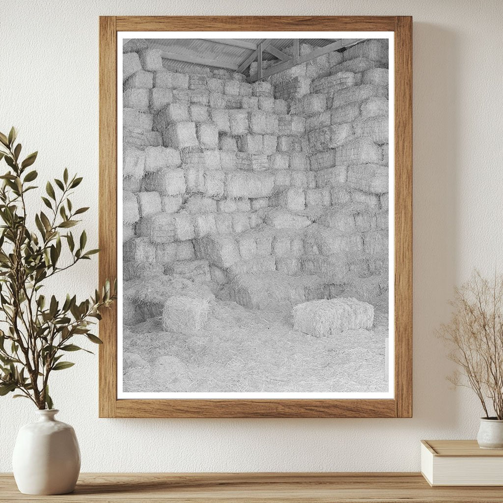 Baled Hay Storage for Cattle Feed Casa Grande Valley 1940