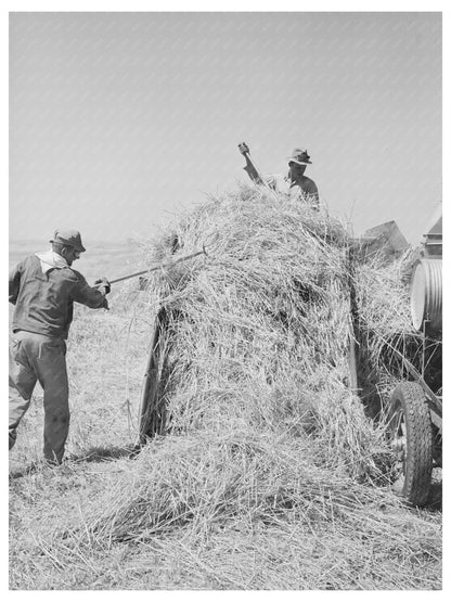 Hay Field at Casa Grande Valley Farms Arizona 1940