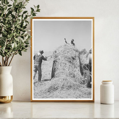 Hay Field at Casa Grande Valley Farms Arizona 1940