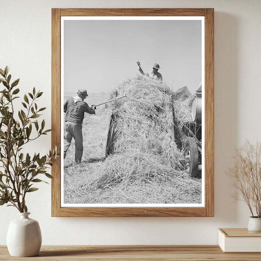 Hay Field at Casa Grande Valley Farms Arizona 1940