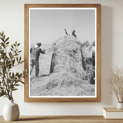 Hay Field at Casa Grande Valley Farms Arizona 1940