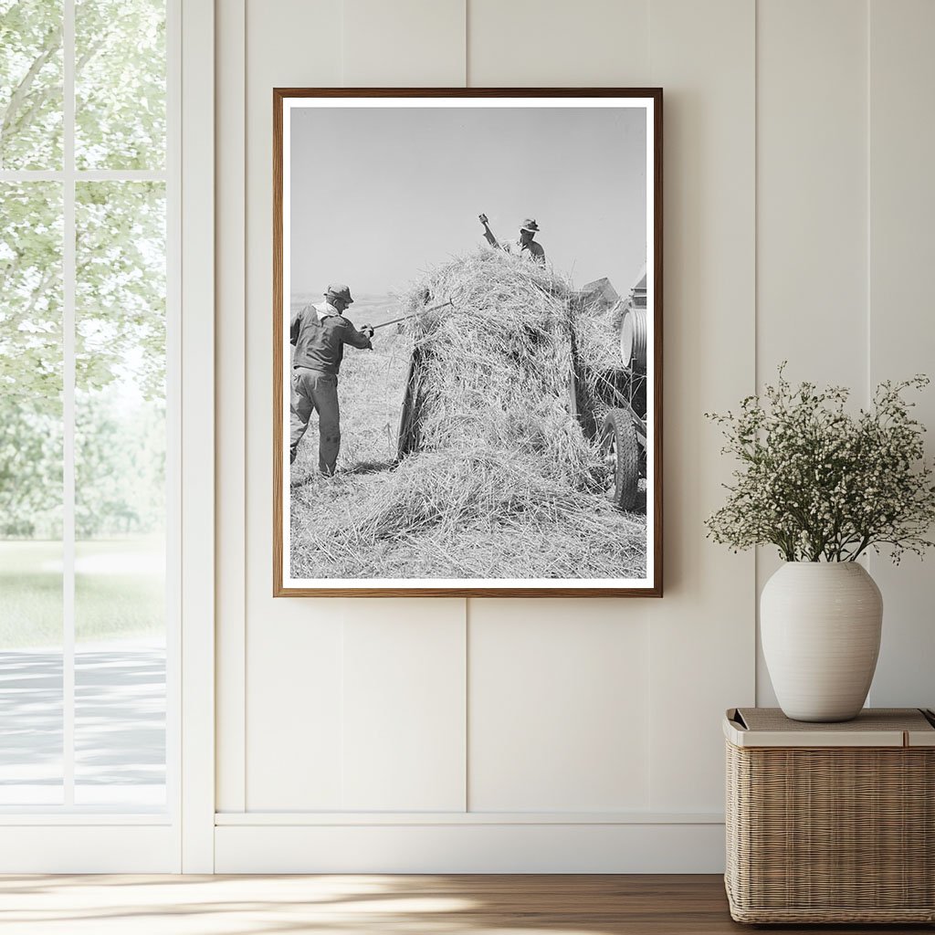 Hay Field at Casa Grande Valley Farms Arizona 1940