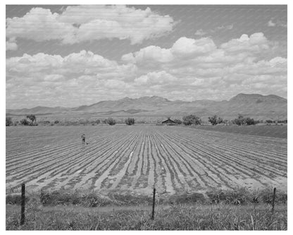 Cotton Field Irrigation Solomonsville Arizona May 1940