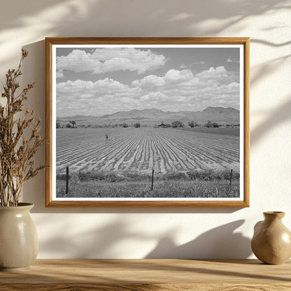 Cotton Field Irrigation Solomonsville Arizona May 1940