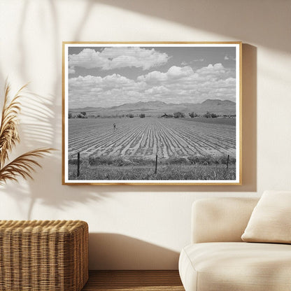 Cotton Field Irrigation Solomonsville Arizona May 1940