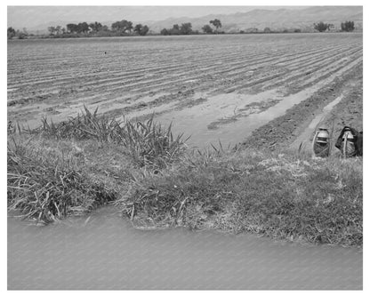 Irrigation Methods in Cotton Field Solomonsville Arizona 1940