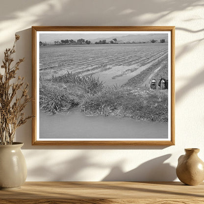 Irrigation Methods in Cotton Field Solomonsville Arizona 1940