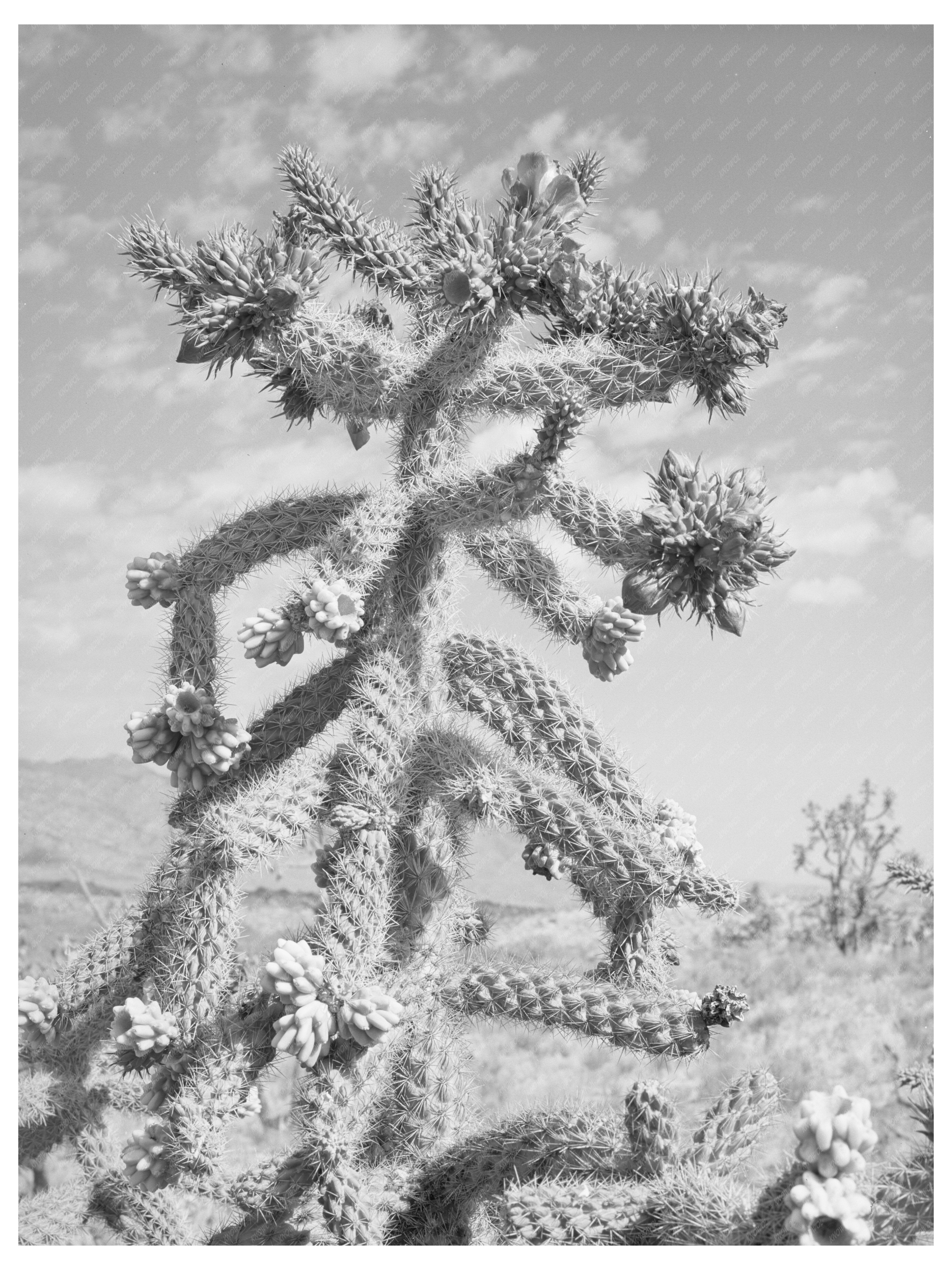 Cactus Bloom in Graham County Arizona May 1940