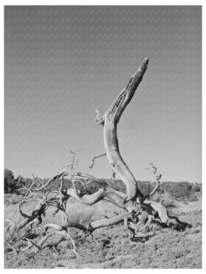 Twisted Tree in Pie Town New Mexico June 1940