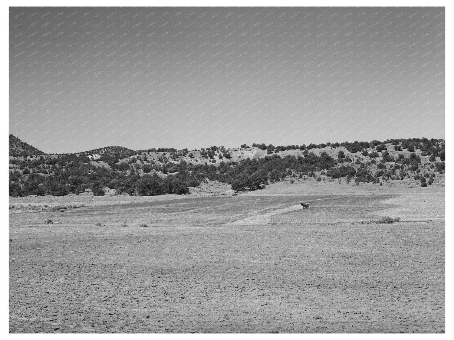 1940 Farming Scene in Pie Town New Mexico