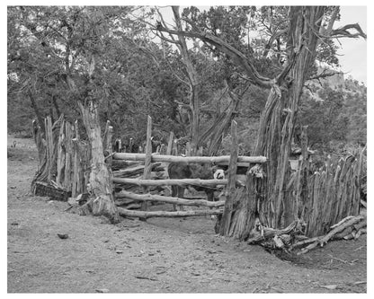 Cow Lot in Pie Town New Mexico June 1940