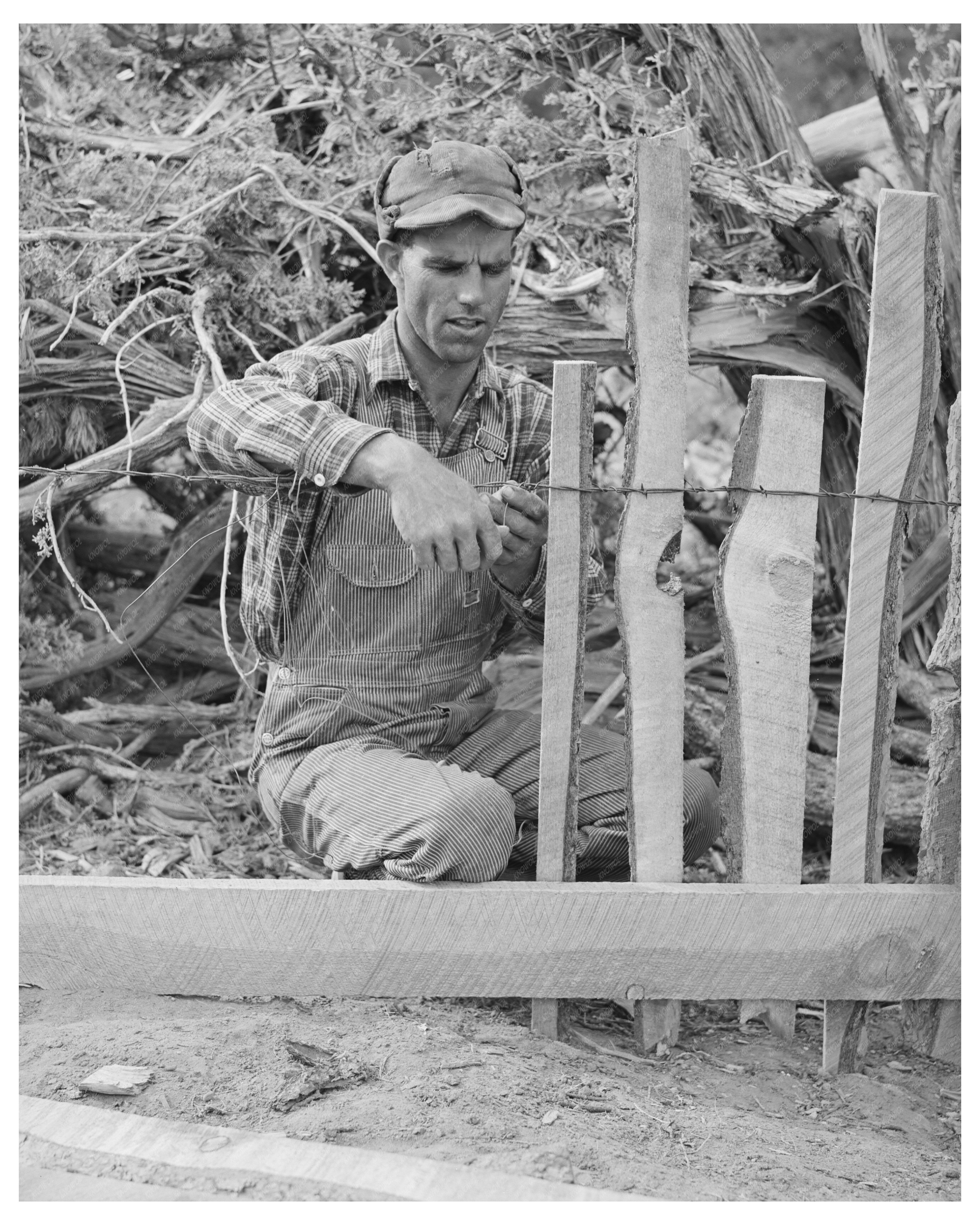 Jack Whinery Fencing in Pie Town New Mexico 1940