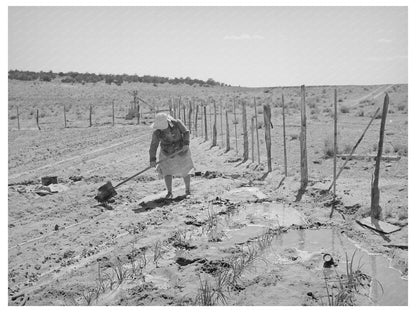 Irrigated Garden in Pie Town New Mexico June 1940