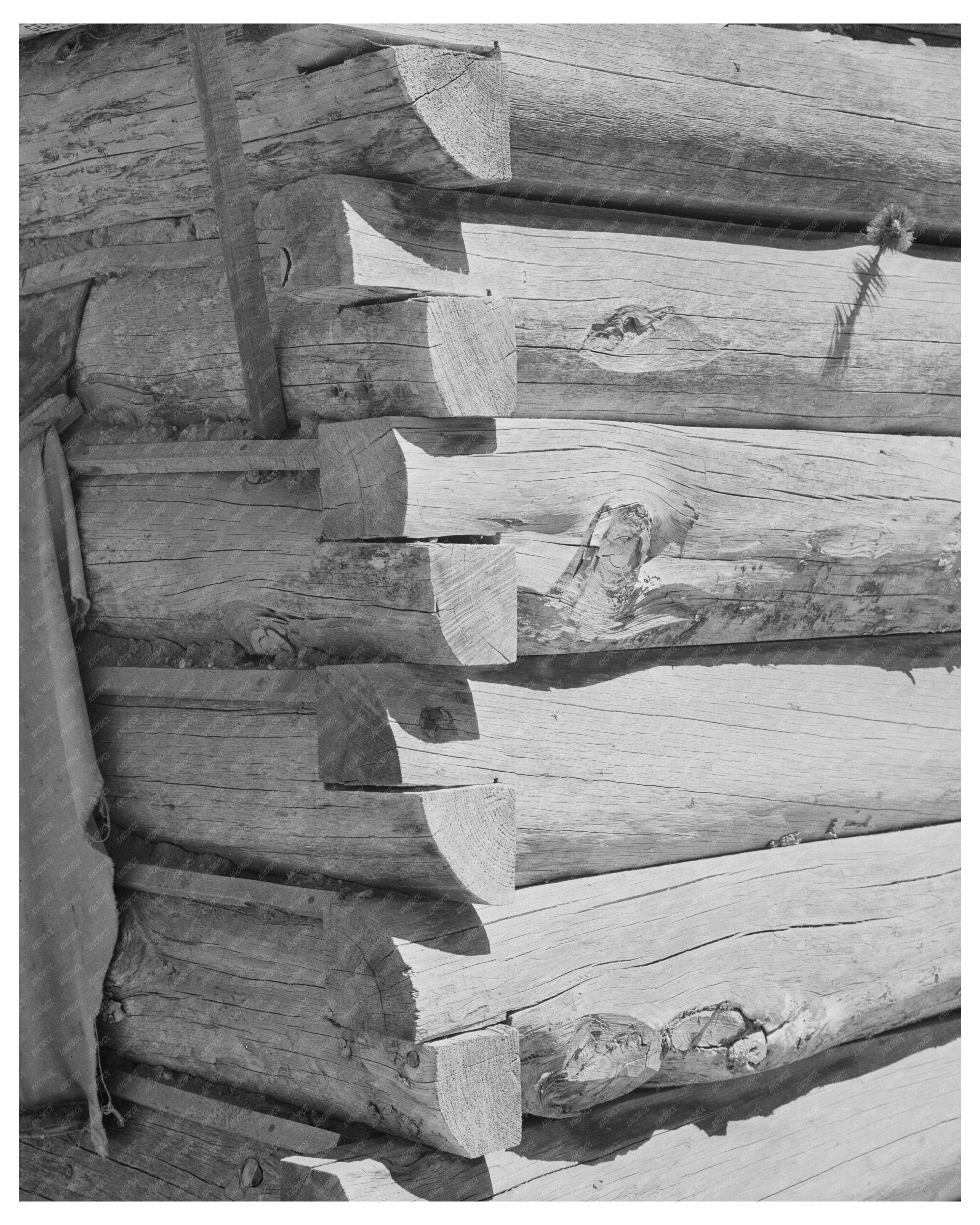 Log House Corner Construction Pie Town New Mexico 1940