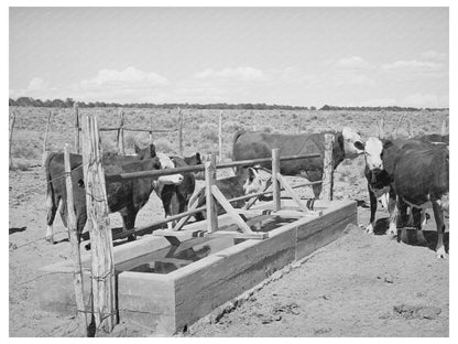 Beef Cattle at Water Trough in Pie Town New Mexico 1940