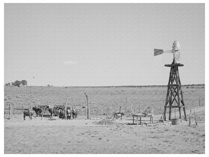 Beef Cattle and Windmill in Pie Town New Mexico 1940