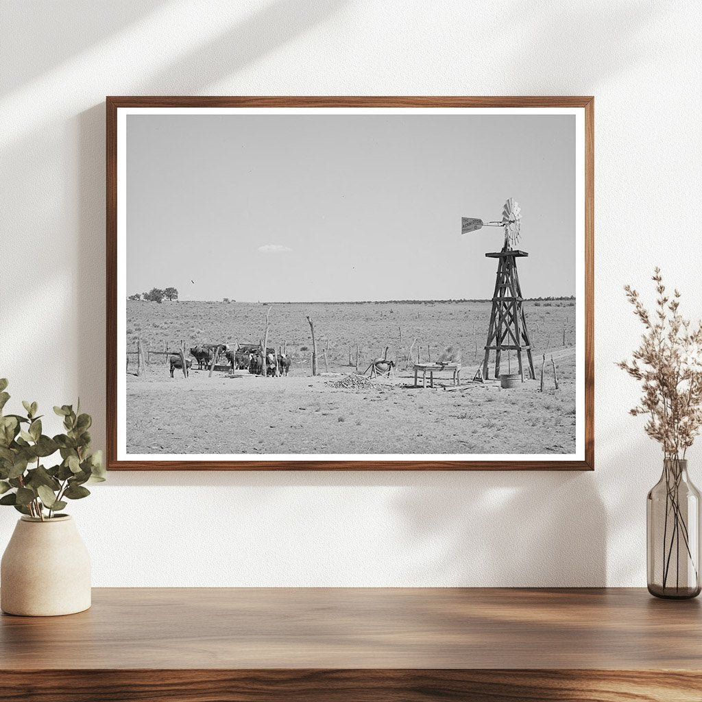 Beef Cattle and Windmill in Pie Town New Mexico 1940