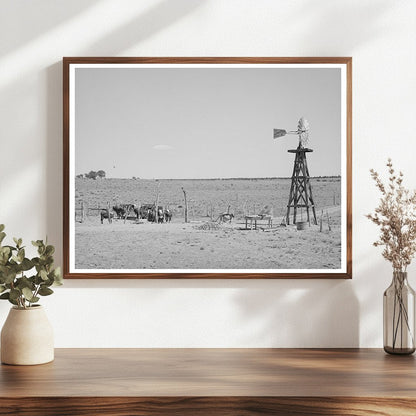 Beef Cattle and Windmill in Pie Town New Mexico 1940