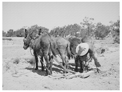 Leatherman Hitching Burros in Pie Town New Mexico 1940