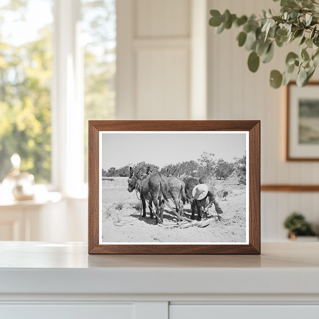 Leatherman Hitching Burros in Pie Town New Mexico 1940