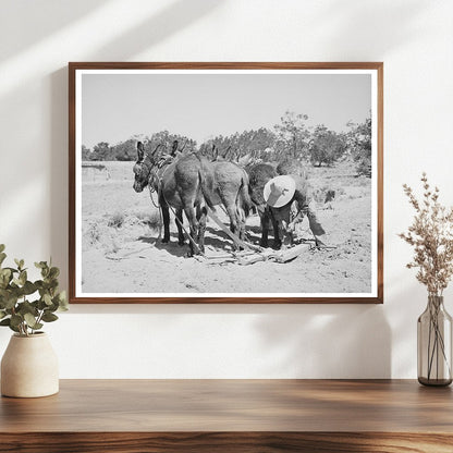 Leatherman Hitching Burros in Pie Town New Mexico 1940