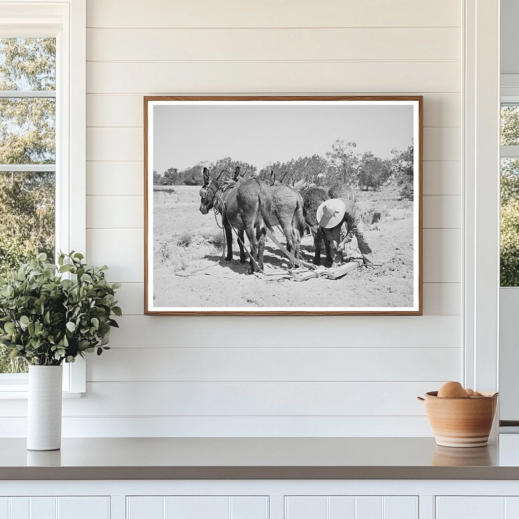 Leatherman Hitching Burros in Pie Town New Mexico 1940